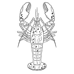 minimalistic lobster illustration transparent background