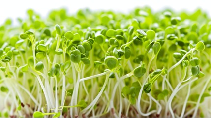 Broccoli sprouts on a white background