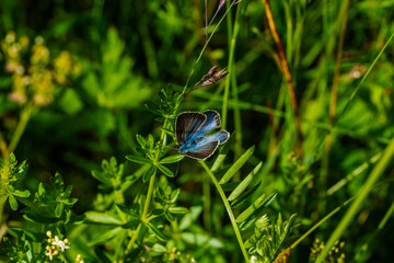 blue butterfly