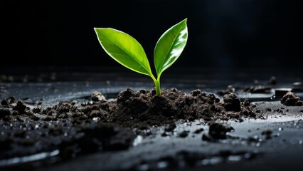 A young plant with several bright green leaves sprouting from fertile dark soil. the theme of new beginnings or the concept of life emerging from the earth.