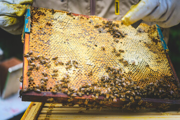 Zbliżenie na pszczelarza trzymającego plaster miodu z pszczołami. © malgo_walko