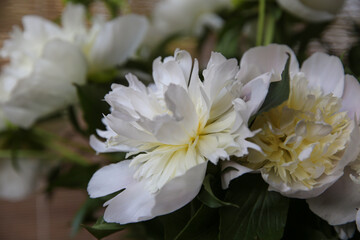 Blurred floral background. A bouquet of white peonies.