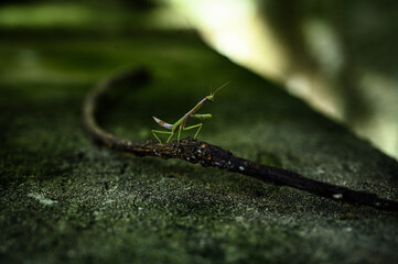 green praying mantis, mantis religious, praying mantis, Entomology, Mantodea,Arthropoda, god's horse, insect with elongated body, Burmeister,1838, animalia, green insect, Sphodromantis viridis