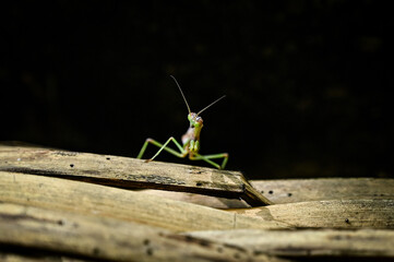  green praying mantis, mantis religious, praying mantis, Entomology, Mantodea,Arthropoda, god's horse, insect with elongated body, Burmeister,1838, animalia, green insect, Sphodromantis viridis