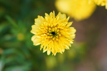 bright yellow marigold flower bloom
