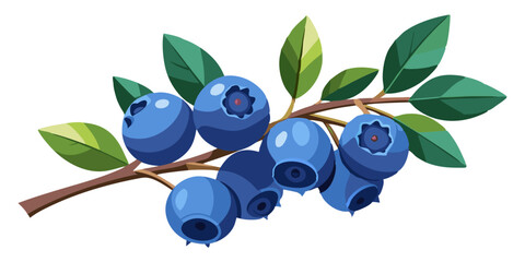 illustration of blueberries © Waliul