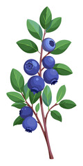 illustration of blueberries