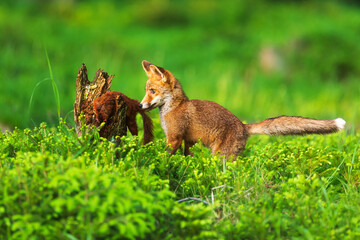 puppy red fox (Vulpes vulpes) sniffing a dead squirrel