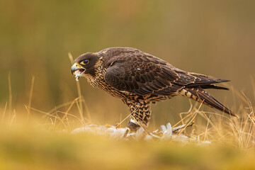 The peregrine falcon (Falco peregrinus), also known simply as the peregrine tears the pigeon