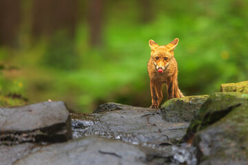 puppy red fox (Vulpes vulpes) on a rock in the forest