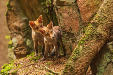 puppy red fox (Vulpes vulpes) two peeking out from their hiding place