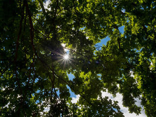 Sonnenstern, Wolken und Baumkrone, Blick nach oben