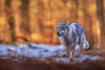 male Eurasian wolf (Canis lupus lupus) running in the snow in the beech forest