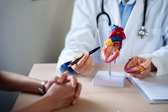Cardiologist doctor showing anatomical of human heart to patient, heart disease..