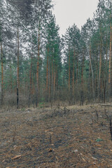 the forest in early spring