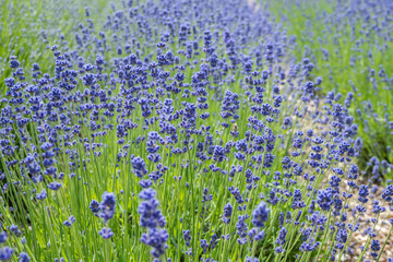 Photograph of a blooming Lavender field in Norfolk England
