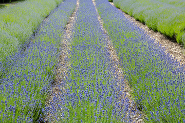 Photograph of a blooming Lavender field in Norfolk England