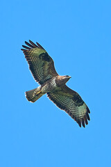 Bird of prey common buzzard (Buteo buteo).
