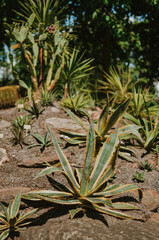 Fototapeta premium Desert of various types of cacti during the heat and scorching sun