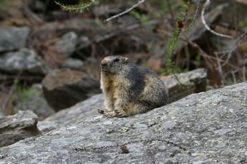 Marmotta