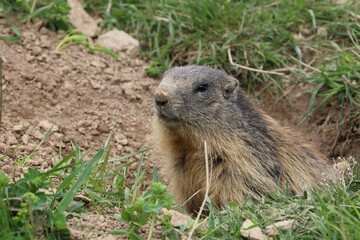 Marmotta