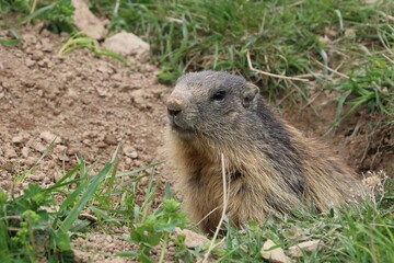 Marmotta