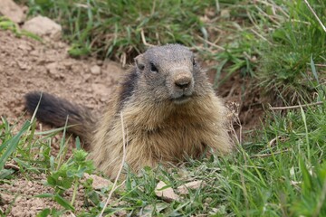 Marmotta