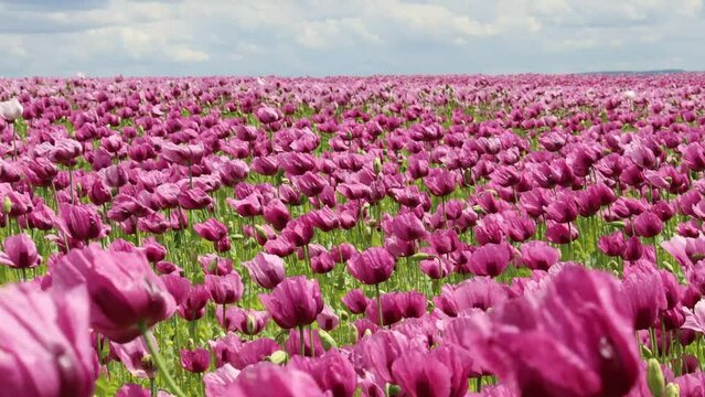 Schlafmohnbl&uuml;te (Papaver somniferum) in Germerode am Mei&szlig;ner bei Wind