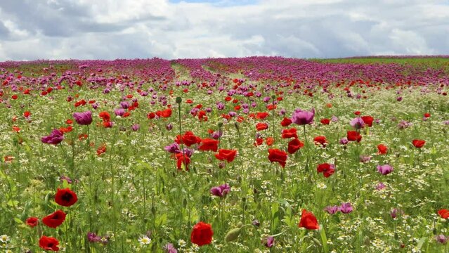  Schlafmohnbl&uuml;te (Papaver somniferum) mit Klatschmohn (Papaver rhoeas) und Kamille (Matricaria chamomilla) in Germerode am Mei&szlig;ner im Wind