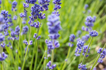 Closeup photo of Lavender in a field in Norfolk England