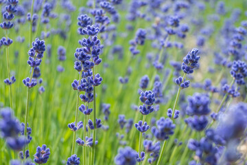 Closeup photo of Lavender in a field in Norfolk England