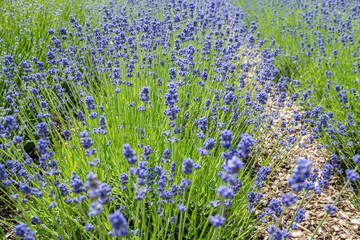 Closeup photo of Lavender in a field in Norfolk England