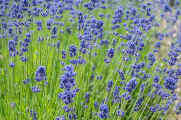 Closeup photo of Lavender in a field in Norfolk England