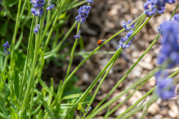 Closeup photo of a seven-spot ladybird on Lavender in a field in Norfolk England