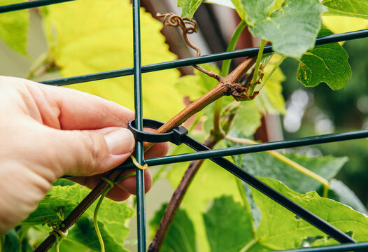 Using zip ties in garden concept. Woman hands attaches the grape vine to the metal grid with a cable tie. Cable ties can be used to support plants that are growing vertically.