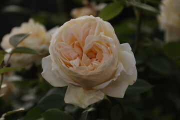 yellow rose in garden