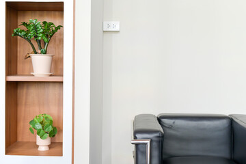 Green plants in pots placed on wooden shelves as part of interior decor.
