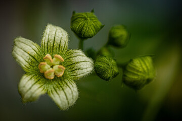 Flower of a newly opened ivy ready to pollinate