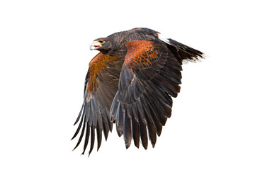 Harris's Hawk (Parabuteo unicinctus) Photo, in Flight, on an Isolated Transparent PNG Background