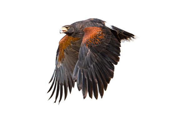 Harris's Hawk (Parabuteo unicinctus) Photo, in Flight, on an Isolated Transparent PNG Background
