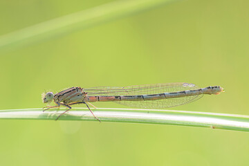 Damselfly perched on a horizontal blade of grass with the green background out of focus