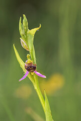 Detail of Ophrys apifera vertically with the blurred background of an intense natural green
