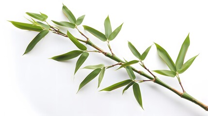 Thick-stemmed bamboo branch with leaves on white background
