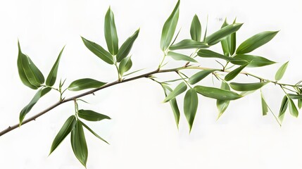 Obraz premium Thick-stemmed bamboo branch with leaves on white background
