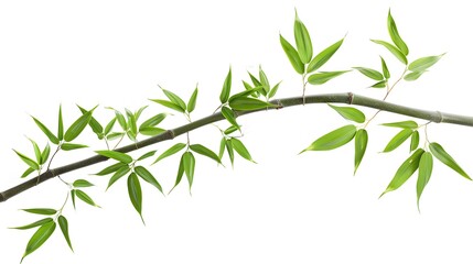 Naklejka premium Thick-stemmed bamboo branch with leaves on white background