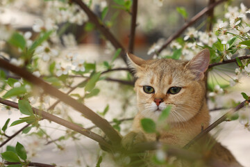 Cute cat among blossoming spring tree branches outdoors