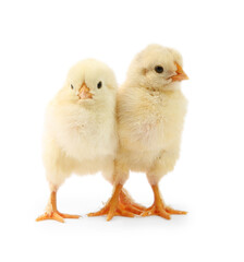 Two cute chicks isolated on white. Baby animals