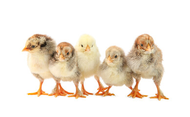 Many cute chicks isolated on white. Baby animals