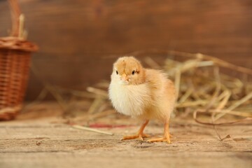 Cute chick on wooden table. Baby animal