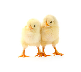 Two cute chicks isolated on white. Baby animals